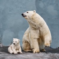 Белый :: SanSan 