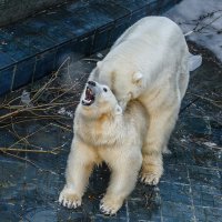 Белый :: SanSan 