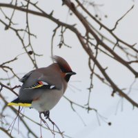 *** :: Любовь Сахарова *** :: Любовь Сахарова