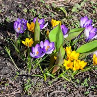 Первоцветы :: Валерий Иванович