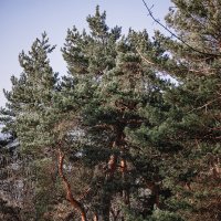 Сосны :: Michel 