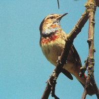 Варакушка прилетела :: Людмила Смородинская