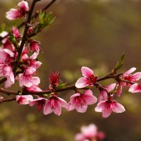 Доброе утро :: Юрий. Шмаков