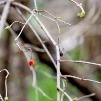 Калина :: Юрий Гайворонскiий