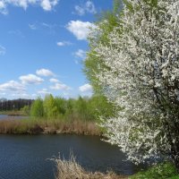 Весеннее :: PRP 