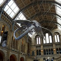 В музее естествознания :: Ольга 