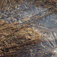 Весенний натюрморт :: Сергей Курников