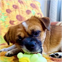 ******* :: Валерия Комова ******* :: Валерия Комова