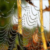 Брильянтовые сети паука :: Владимир Гришин