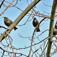 Спутники весны :: Alexandеr P