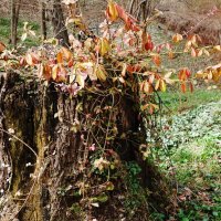 Март, ландшафтный парк, Калининград :: Рита Симонова