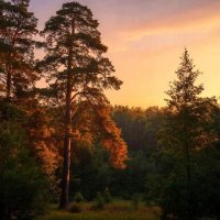 Лесной закат :: СЕРГЕЙ ФИЛОЧКИН