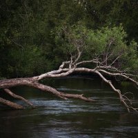 Лесная река :: СЕРГЕЙ ФИЛОЧКИН