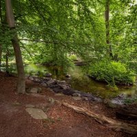 Вдоль лесной речки... :: Николай Гирш