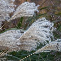 Мискантус китайский. :: Лилия *