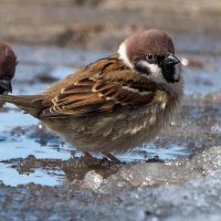Весенние лужи. :: Владимир Безбородов