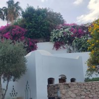 Египет. Шарм-эль-Шейх :: Ирэн 