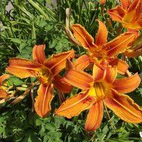 Рыжики :: Freddy 97