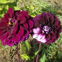 Георгины :: Freddy 97