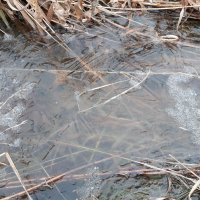 Дела весенние :: Галина Минчук