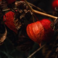 Физалис :: Ирена Цурпал