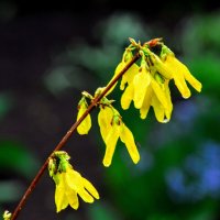 Весна. :: Владимир 