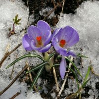 Первоцвет :: Александр Силинский