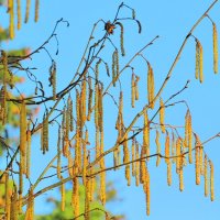 Весенняя гирлянда :: Андрей Снегерёв