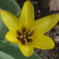 Первый тюльпан :: Дмитрий Никитин