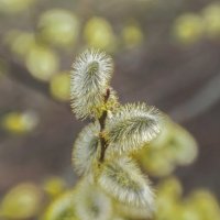 Пушистики. :: Николай 