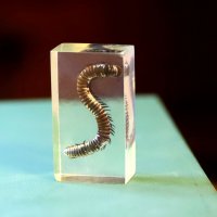 Многоножка кивсяк :: Андрей Л. В.