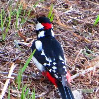 Спустился на землю :: Андрей Снегерёв