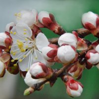 *** :: Надежда Куркина 