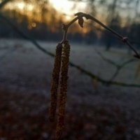 Орешник на рассвете :: Сапсан 