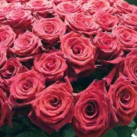 они на радость нам даны :: Олег Лукьянов