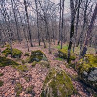 весна не везде :: Ольга Косачова