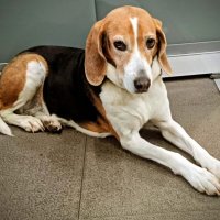 Милый пёсик... :: Георгиевич 