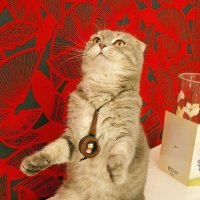 Тарас танцует! С Днем смеха, друзья! :: Галина Нестратова