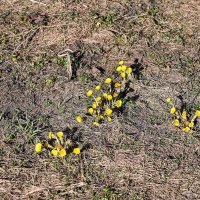 Мать-и-мачеха проснулась :: Валерий Иванович Мать-и-мачеха проснулась :: Валерий Иванович