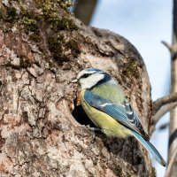 строит свой домик :: Michel 