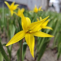 Лесной тюльпан :: Наталья (ShadeNataly) Мельник