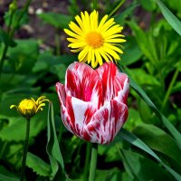 весна! :: Aleksandr . весна! :: Aleksandr .