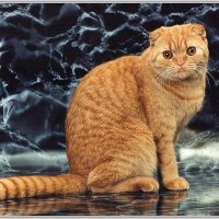 Рыжий на мраморе. :: Владимир Попов