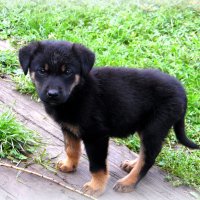 Любопытный малыш. :: nadyasilyuk Вознюк