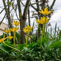 Чистяк весенний :: Игорь Сикорский