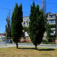 Керчь. Туи на улице Гайдара. :: Пётр Чернега