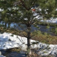 Весна :: Олег 