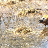 Прогулка по Яузе :: олег свирский 