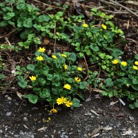 Цветочки :: Юрий Гайворонскiий Цветочки :: Юрий Гайворонскiий