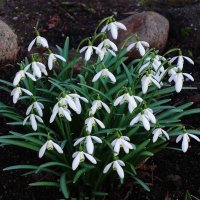 Подснежники :: Рита Симонова